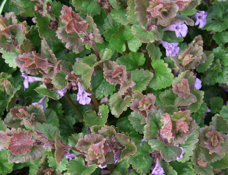 Creeping Charlie leaves: round to kidney-shaped with scalloped edges, some tinged purple, with small funnel-shaped flowers