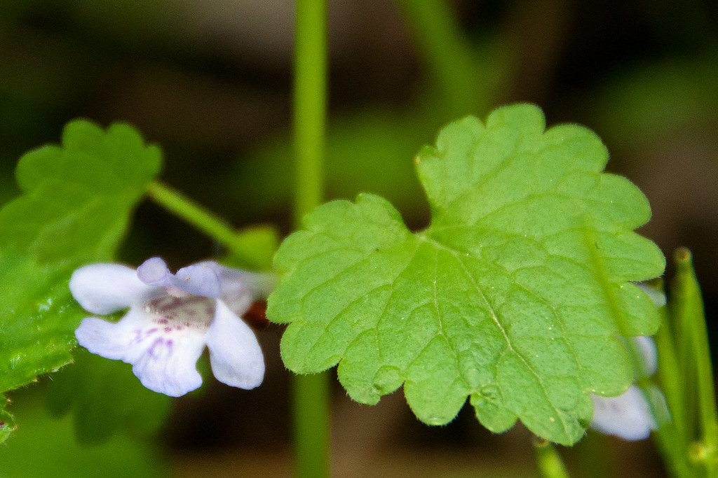 Ground ivy showing a round scalloped leaf on a stalk beside a small blue-violet two-lipped tubular flower
