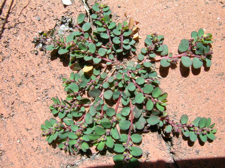 Ground spurge (Euphorbia prostrata) with rounded leaves and no leaf spot, growing on paving