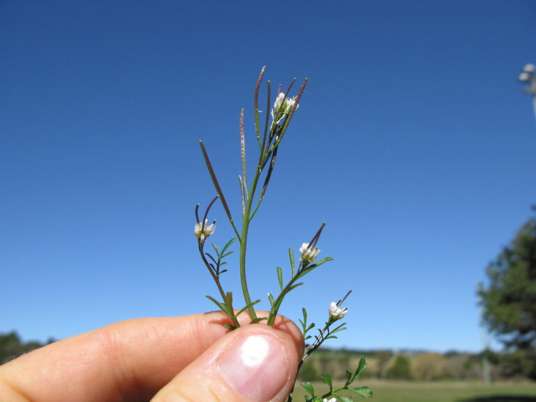 Hairy bittercress stem with tiny white four-petalled flowers and thin upright seed pods