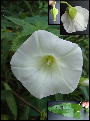Hedge bindweed flower with insets showing the two large green bracts around the flower base and the pointed leaf