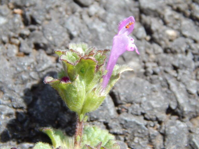 Henbit stem with scalloped upper leaves clasping the stem and a pink-purple tubular flower