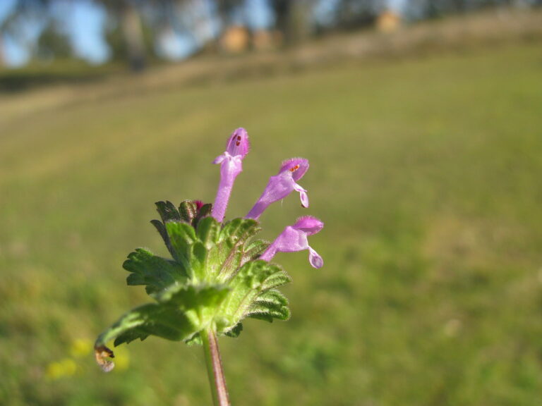 Henbit, a creeping Charlie lookalike, with an upright stem, clasping leaves and pink-purple tubular flowers