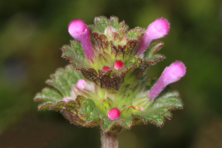 Henbit flower head with pink tubular flowers above scalloped leaves, a winter annual weed stopped by fall pre-emergent