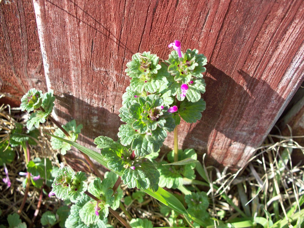 Henbit plant with rounded, scalloped leaves clasping the stem in tiers and small pink-purple tubular flowers