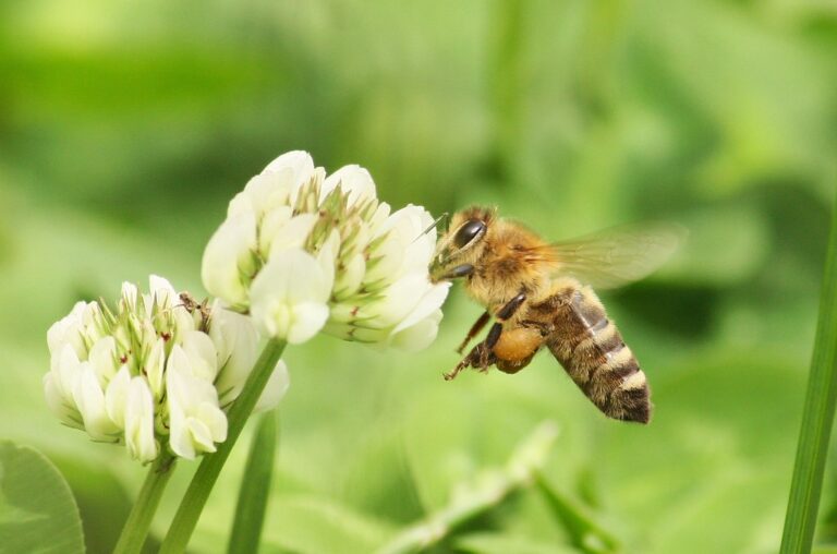 Honey bee visiting a white clover flower head