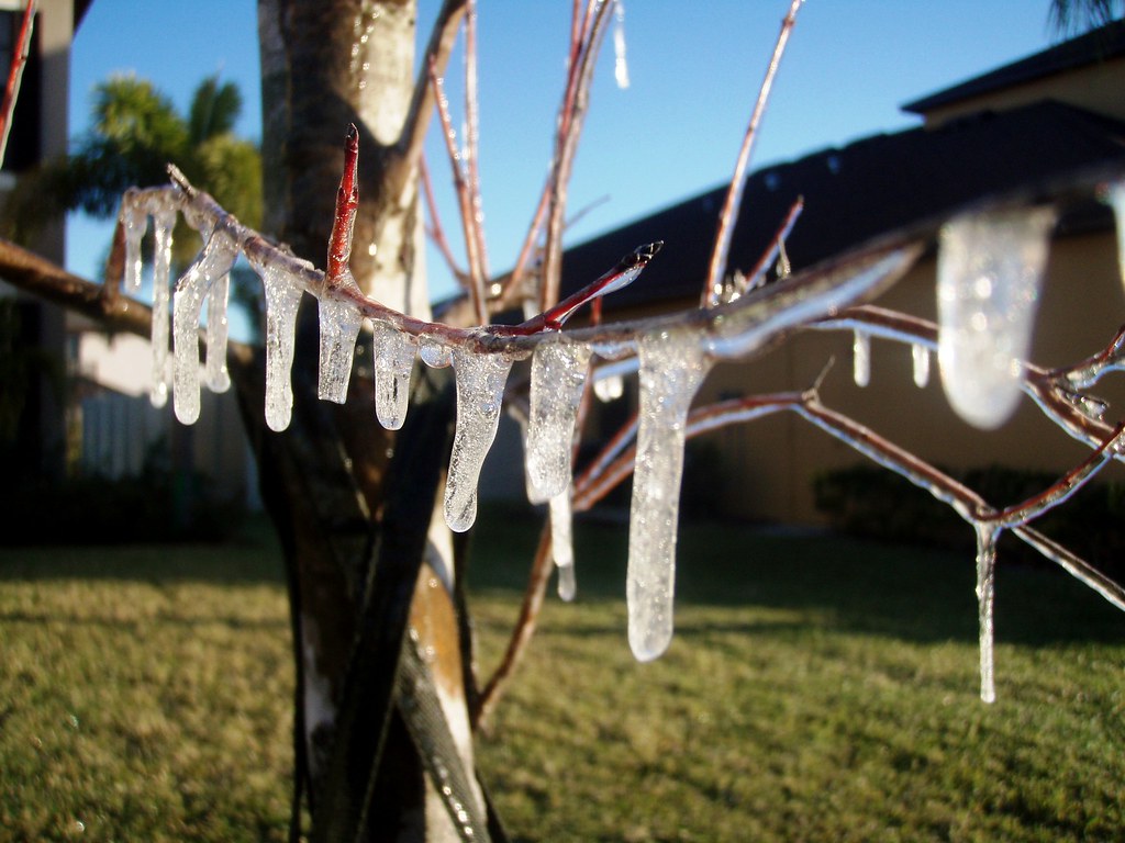Icicles hanging from the branches of a young garden tree above a lawn after a sprinkler ran during a frost