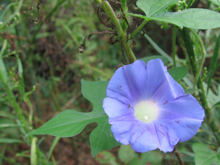 Ivyleaf morning glory with a pale blue flower and a three-lobed leaf