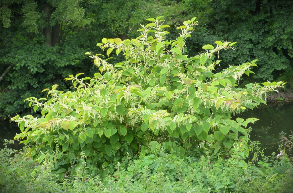 Dense stand of Japanese knotweed with broad heart-shaped leaves and sprays of small cream flowers beside a river