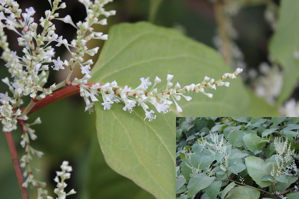 Japanese knotweed stems with reddish nodes, broad shield-shaped leaves and sprays of small white flowers