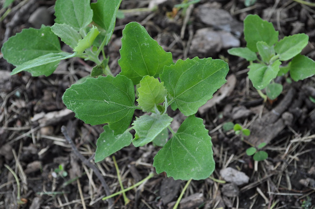 Young lamb's-quarters seedlings with soft grey-green toothed leaves growing in bare soil