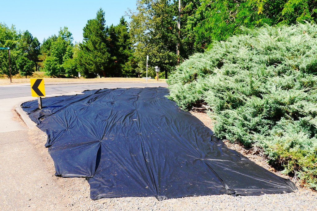 Black woven landscape fabric pinned over a gravel strip beside a juniper hedge and a road