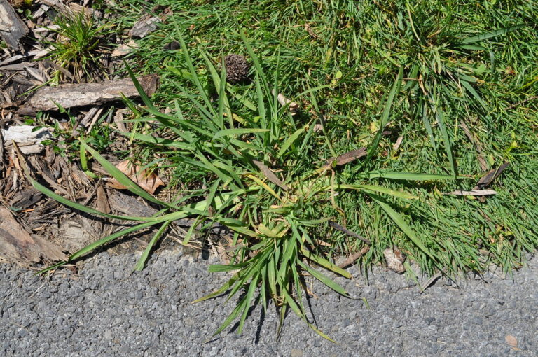 Large crabgrass plant with wide pale-green blades spreading from a low centre at the edge of a lawn