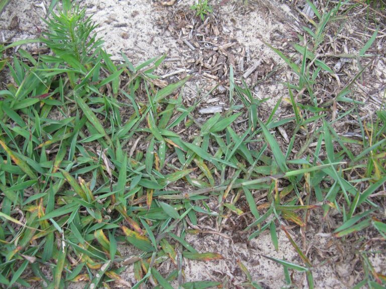 Large crabgrass spreading flat across sandy soil, with pale green blades radiating from low stems