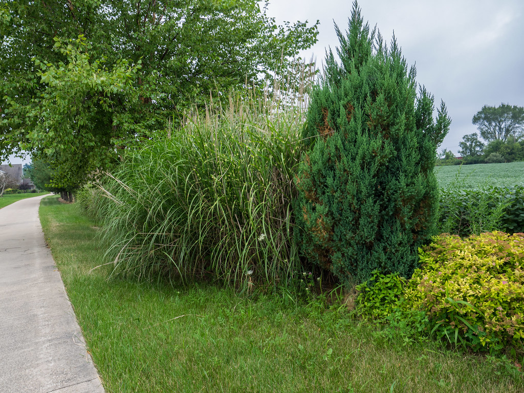 Large clump of miscanthus ornamental grass pressing against a juniper and spilling over the lawn edge beside a path