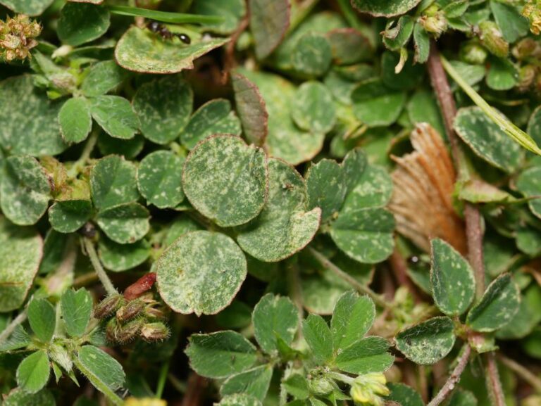Low clover and lawn weeds with leaves speckled pale grey-green from clover mite feeding