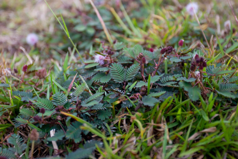 Low mat of Mimosa pudica with feathery leaves and dark purple flower buds growing flat among lawn grass