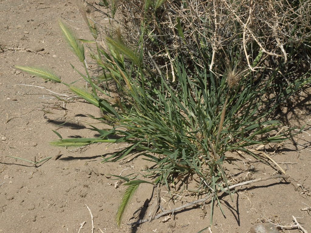Low sprawling hare barley plant on bare sandy ground with several stiff green bristly seed spikes
