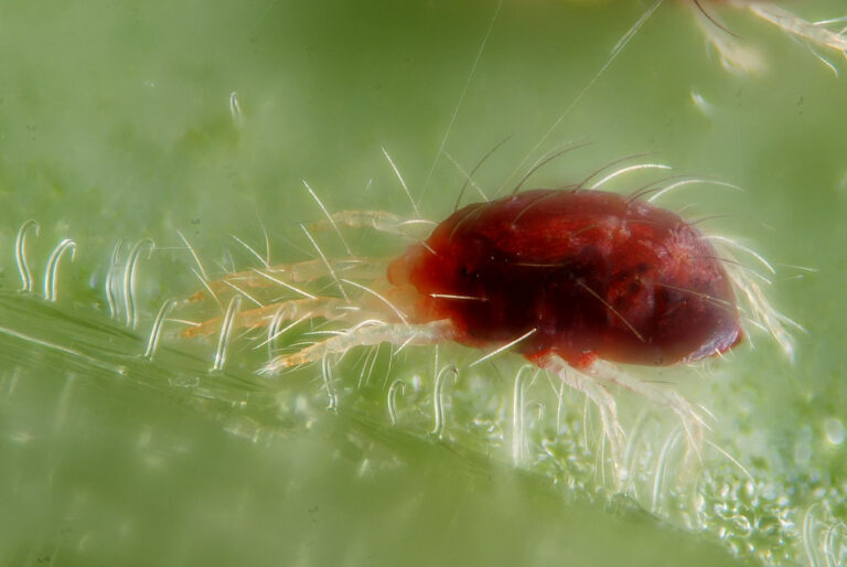 Magnified two-spotted spider mite, a dark red oval body with pale legs and long hairs, standing among silk threads on a leaf