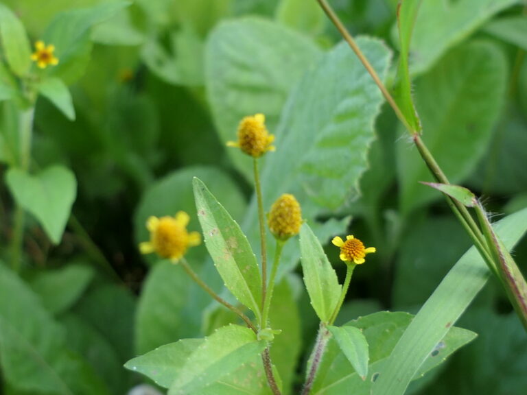 Marsh para cress stems with narrow, lance-shaped toothed leaves and small cone-shaped yellow flower heads, each with a few short yellow ray florets