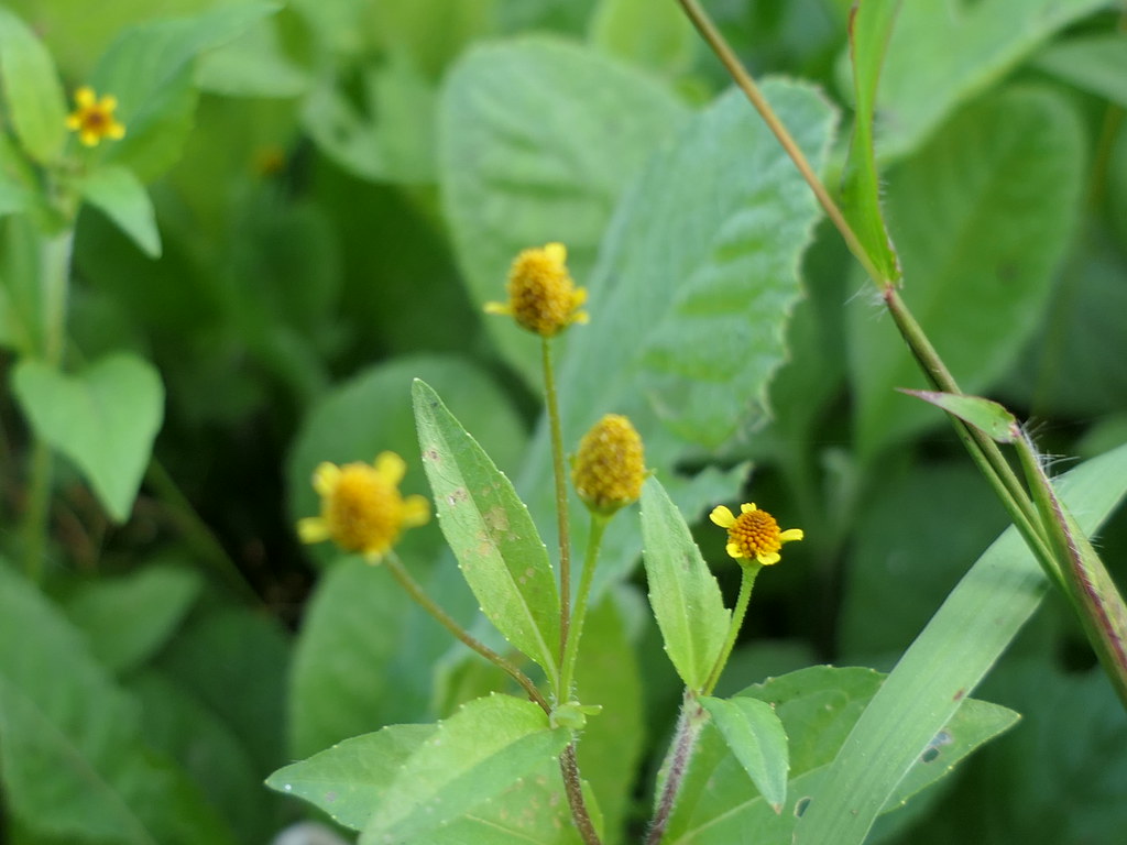 Marsh para cress stems with narrow, lance-shaped toothed leaves and small cone-shaped yellow flower heads, each with a few short yellow ray florets
