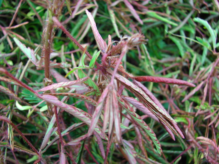 Mimosa pudica leaves with their leaflets folded shut along reddish, prickly stalks