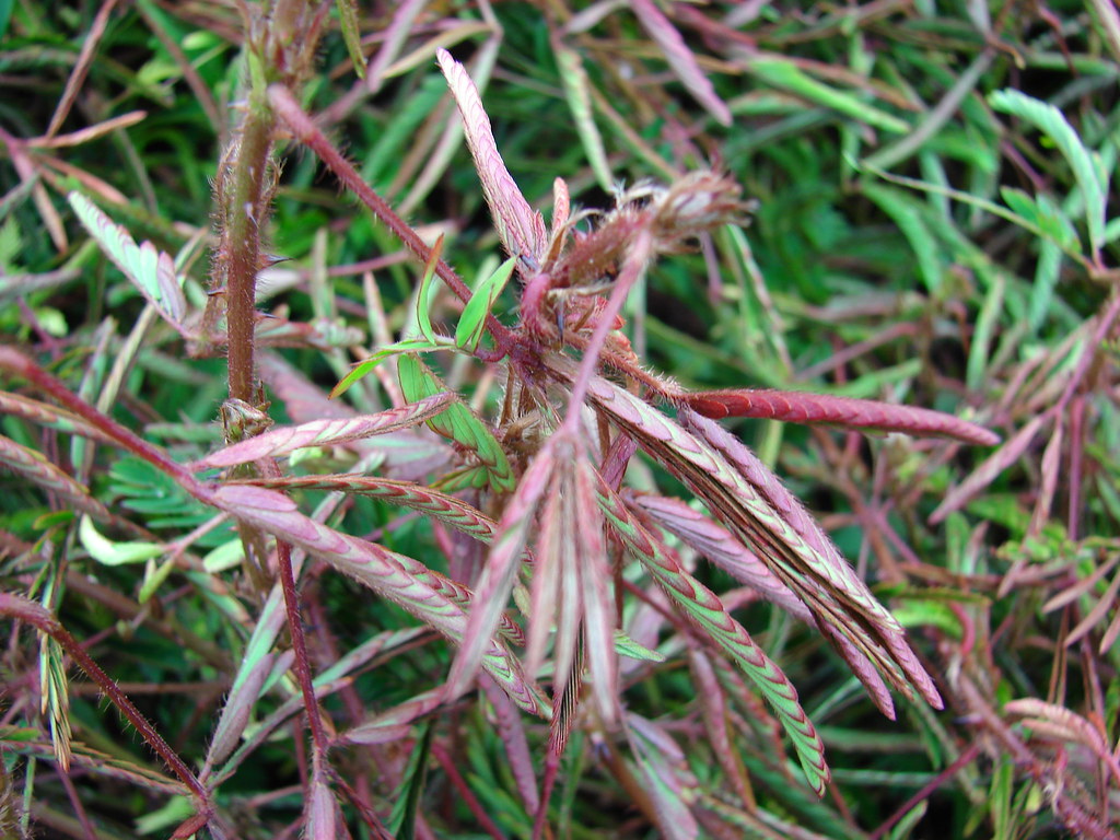 Mimosa pudica leaves with their leaflets folded shut along reddish, prickly stalks