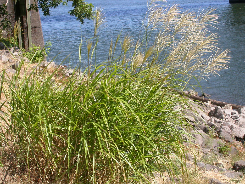 Large clump of miscanthus ornamental grass with feathery tan plumes growing on a rocky bank
