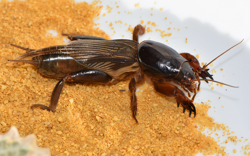 Brown mole cricket on sandy soil showing its broad digging front legs