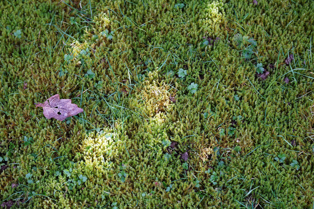 Lawn surface almost completely covered in green moss with only a few thin grass blades and small clover leaves