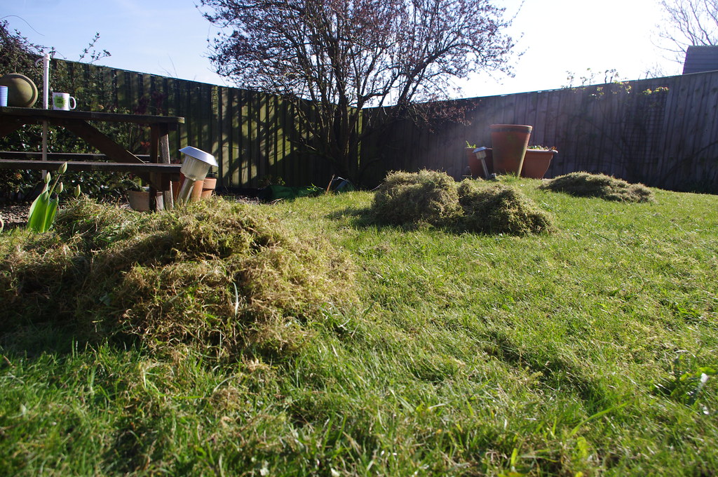 Several large heaps of raked-out moss and dead grass sitting on a small back-garden lawn