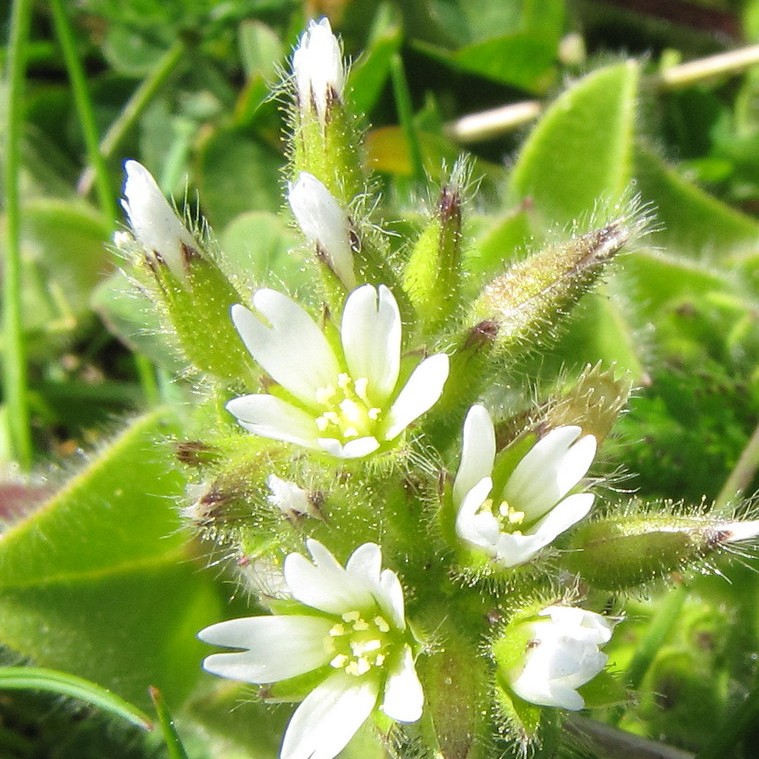 Mouse-ear chickweed with hairy leaves and sepals and small white flowers with split petals