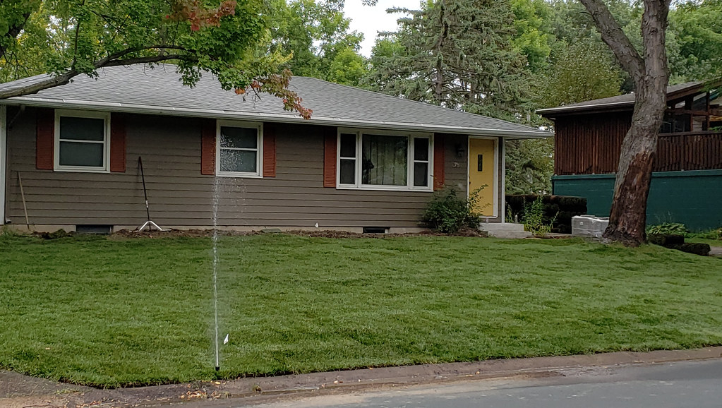 Newly laid sod lawn in front of a house with the seams between strips still visible and a pop-up sprinkler running