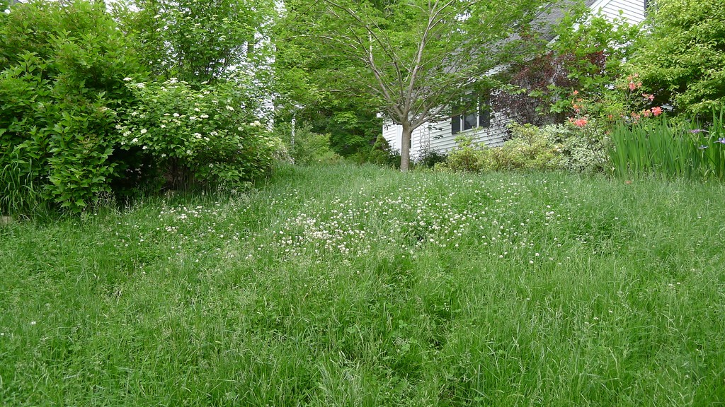 Overgrown garden lawn with long grass, clover flowers and seed heads in front of a house