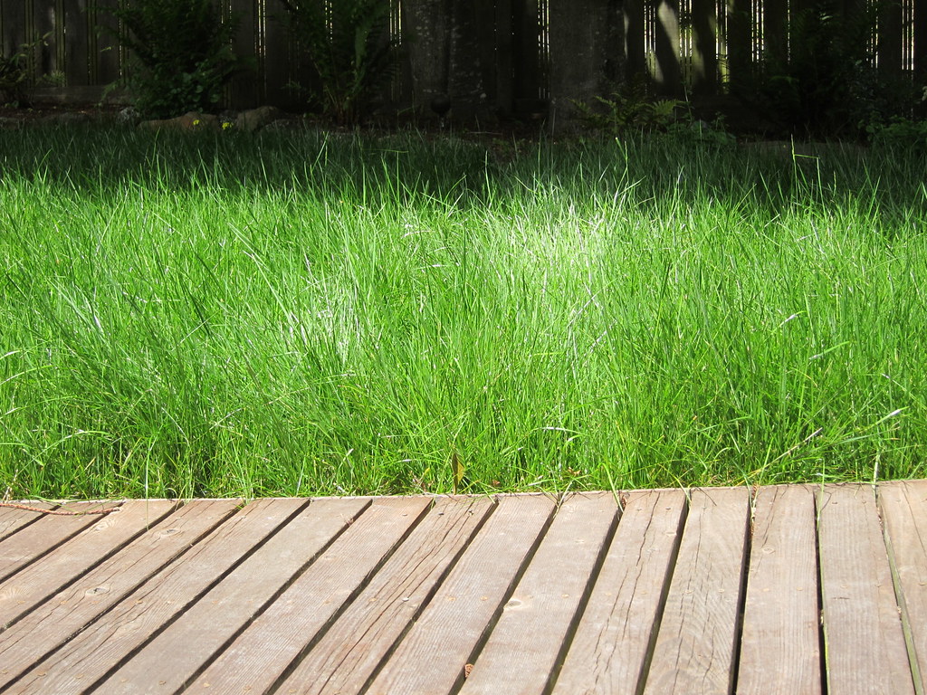 Overgrown lawn with long, floppy grass blades growing up to the edge of a wooden deck