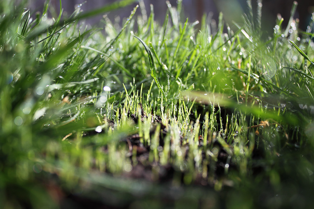 Low-angle close-up of fine new grass seedlings coming up from bare soil in a gap between older lawn grass