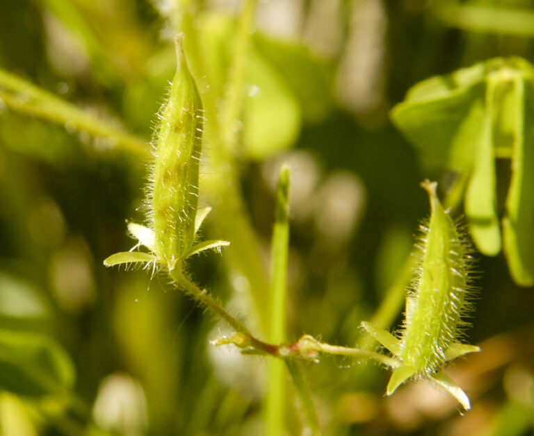 Hairy upright oxalis seed capsules that split and throw seeds several feet