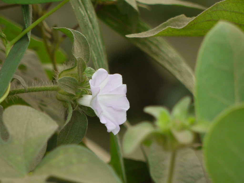 Pale white-mauve funnel flower of Ipomoea pes-tigridis emerging from a cluster of hairy leafy bracts on a bristly stalk