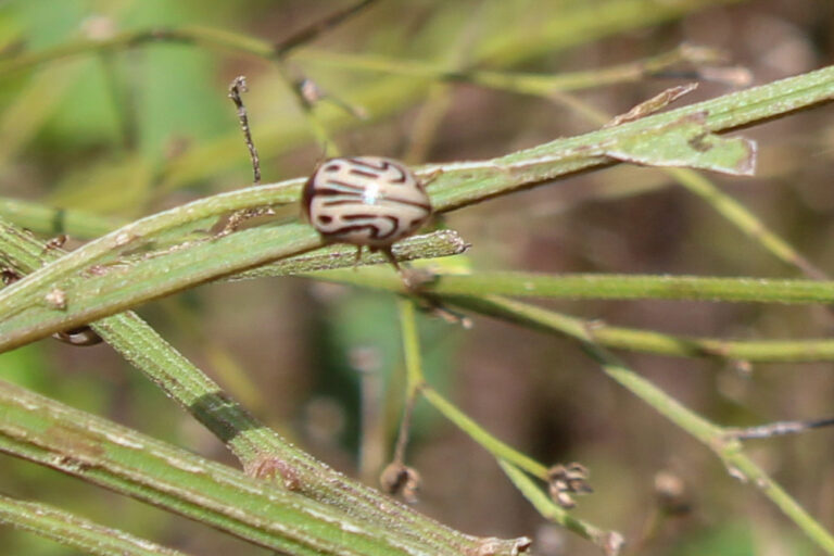 Parthenium leaf beetle, a small rounded cream beetle with dark brown wavy stripes, sitting on a ribbed green parthenium stem