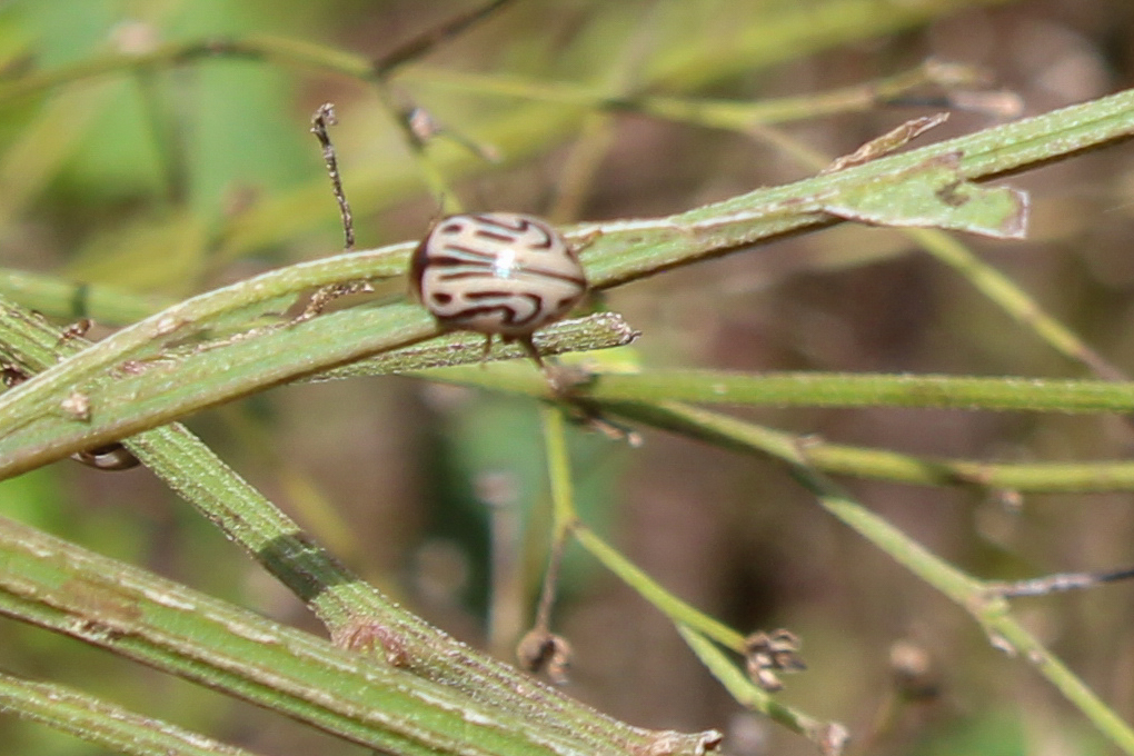 Parthenium leaf beetle, a small rounded cream beetle with dark brown wavy stripes, sitting on a ribbed green parthenium stem