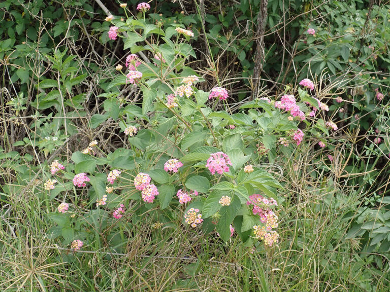 Pink and cream flowered lantana scrambling through rough grass and scrub at the edge of bushland