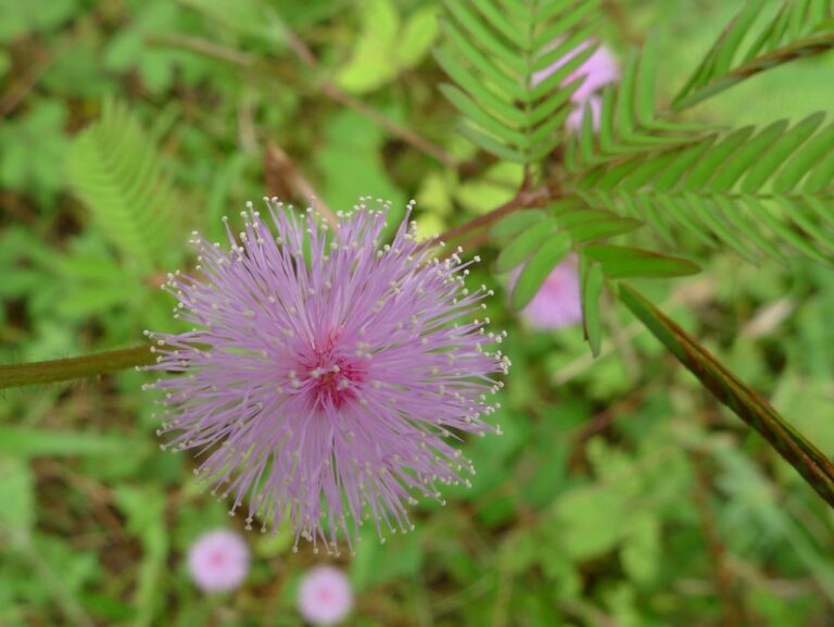 Pink fluffy ball-shaped flower head of Mimosa pudica on a bristly stalk among feathery leaves