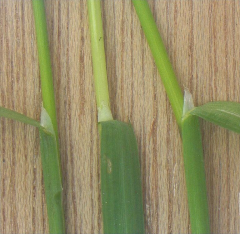 Membranous ligule of Poa annua where the leaf blade meets the sheath
