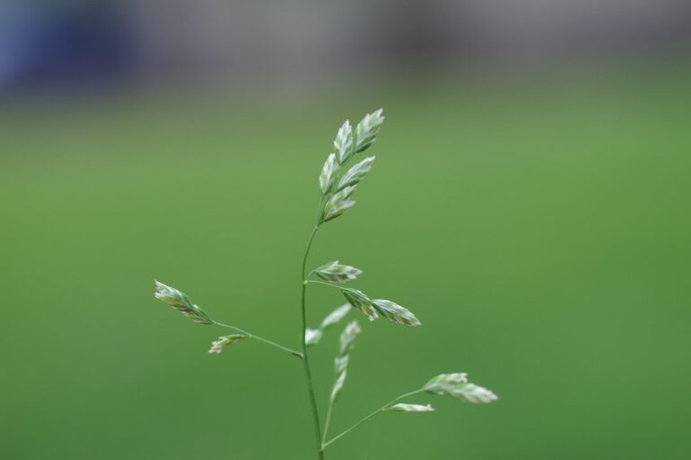 Open, pyramid-shaped seedhead of annual bluegrass