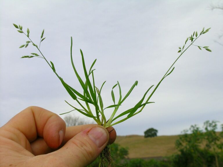 Whole Poa annua plant pulled up, showing the tufted clump and open seedheads