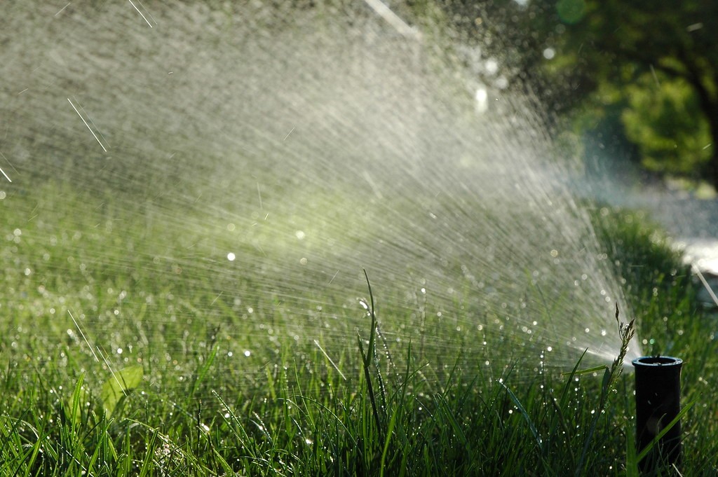 Pop-up sprinkler spraying a fan of water across a green lawn in low sunlight