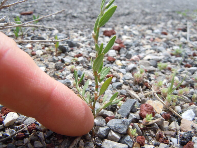 Prostrate knotweed seedling growing in compacted gravel, one of the most common weeds in gravel driveways