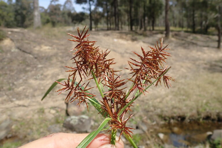 Purple nutsedge flower stem with reddish-brown, spiky seedhead clusters held in the hand