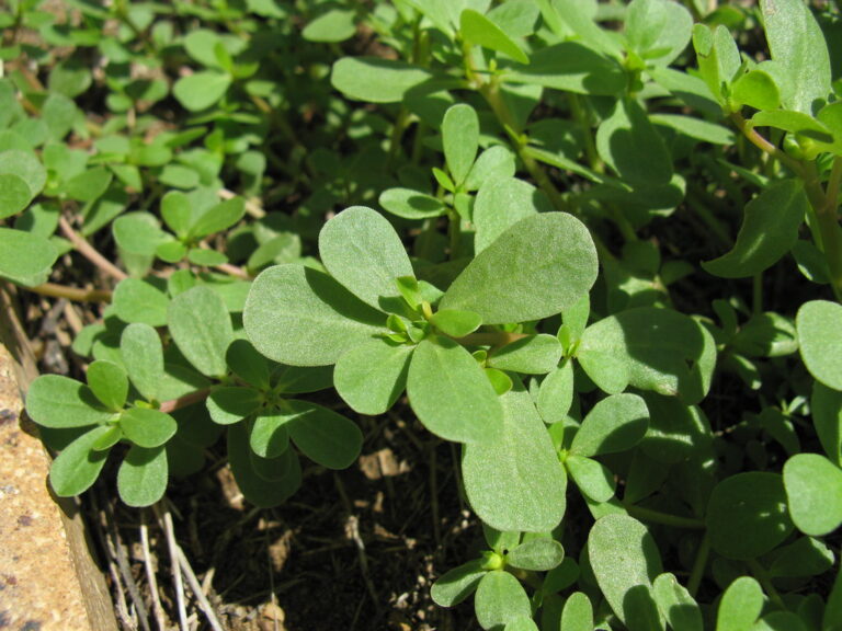 Close-up of purslane leaves: smooth, fleshy, paddle-shaped and hairless