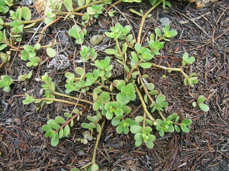 Purslane stems sprawling across a thin pine needle mulch